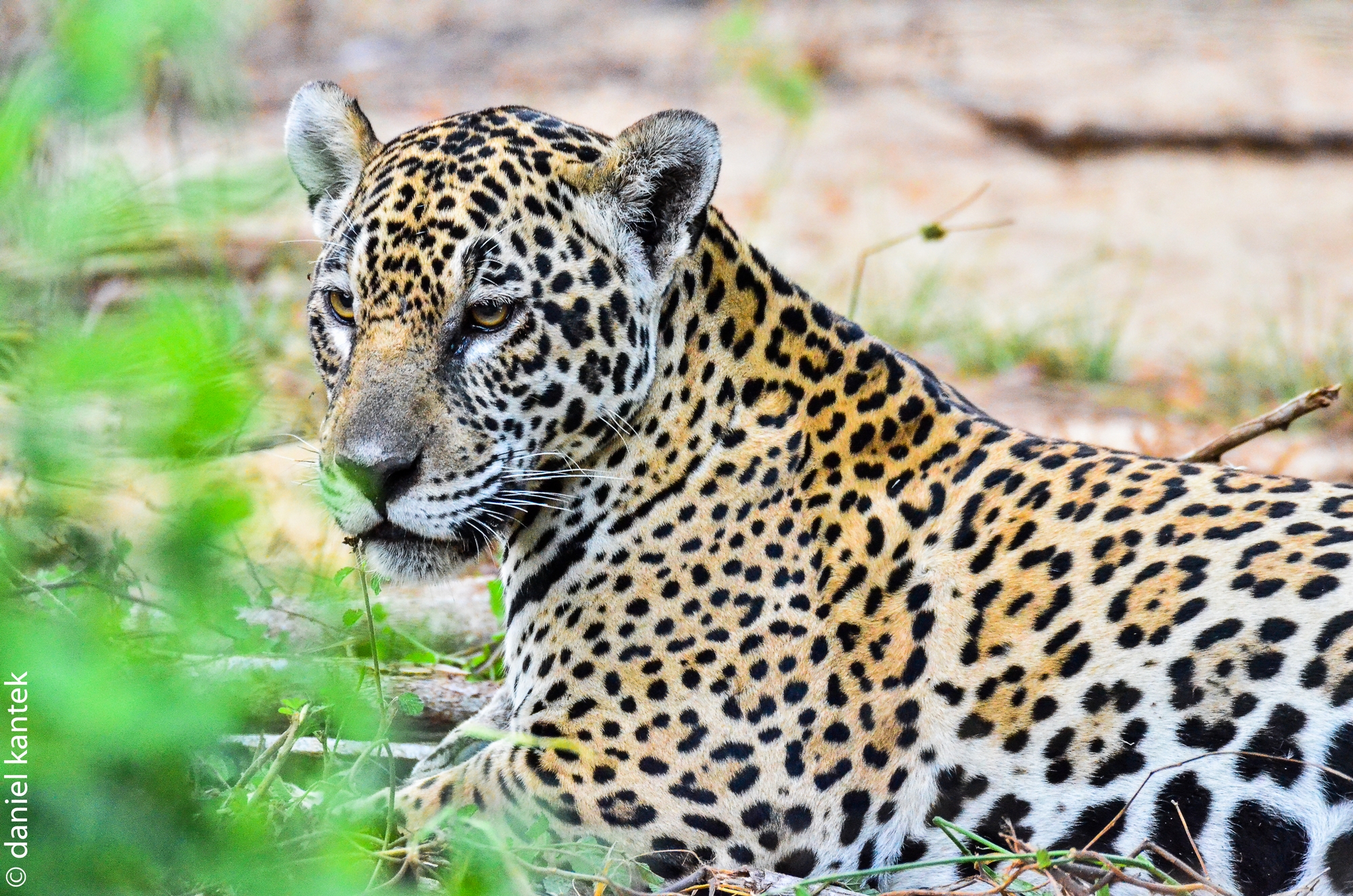 Jaguar genome helps unravel the complex evolution of the big cats | crg